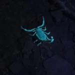 چراغ قوه دستی مدل UV 365nm filter - تصویر 4